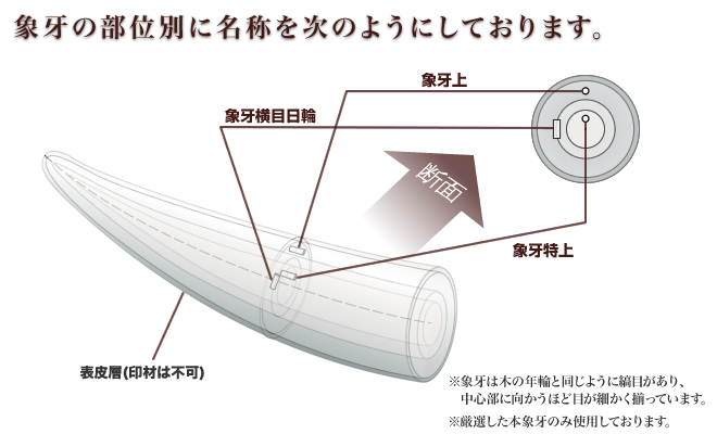 象牙上の種類